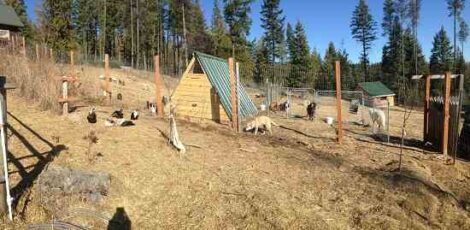 Goal-Setting for the Homestead, Part 1 Image